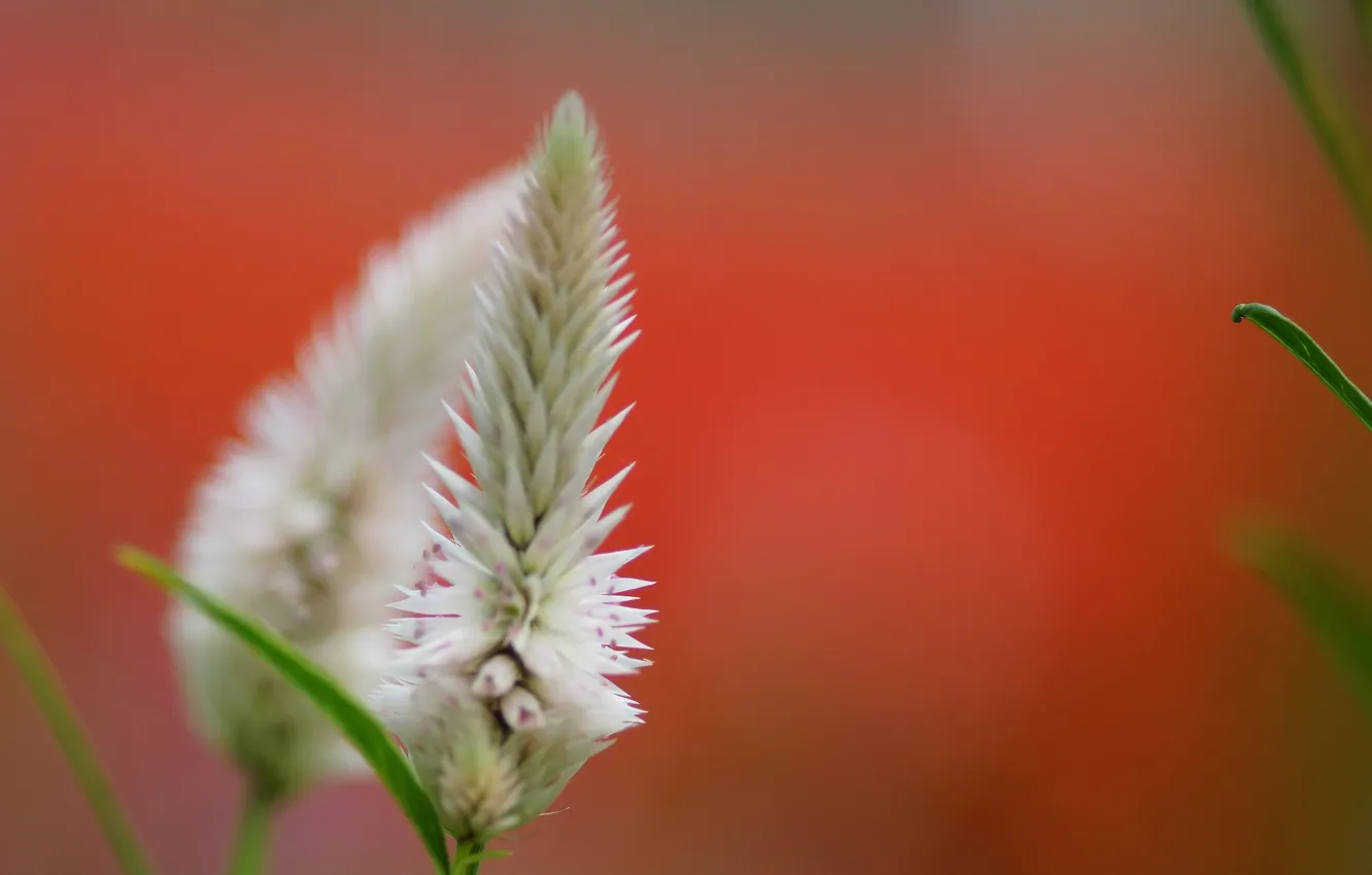 Photo wallpaper white, macro, flowers, orange background, Celosia argentea