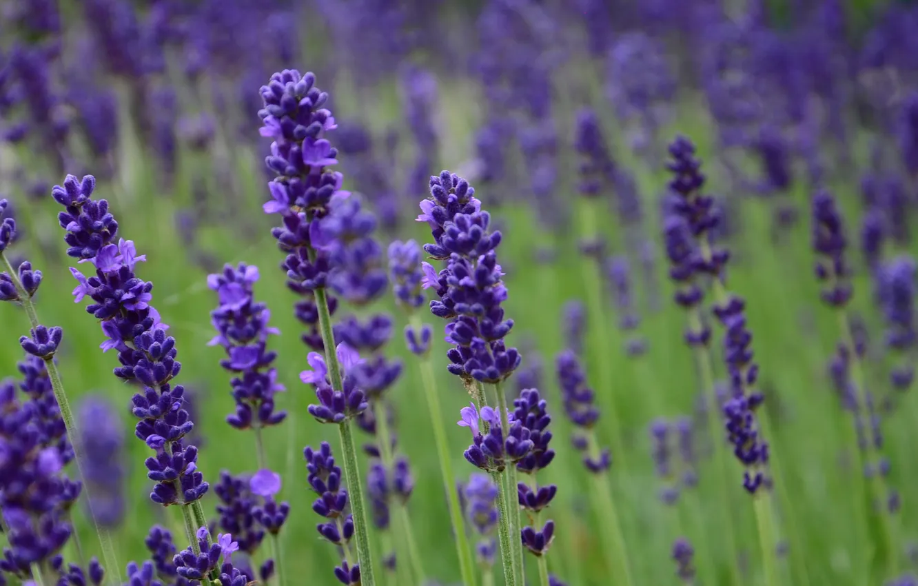 Photo wallpaper field, flowers, lavender, lilac