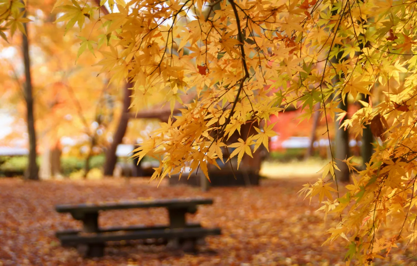 Photo wallpaper autumn, leaves, bench, yellow, Park, focus, shop, maple