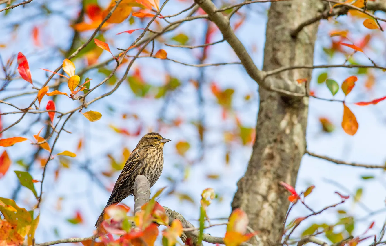 Photo wallpaper autumn, the sky, leaves, trees, branches, bird