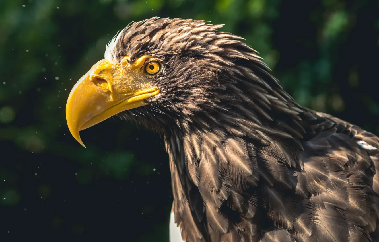 Photo wallpaper Eagle, bird, animal, wildlife
