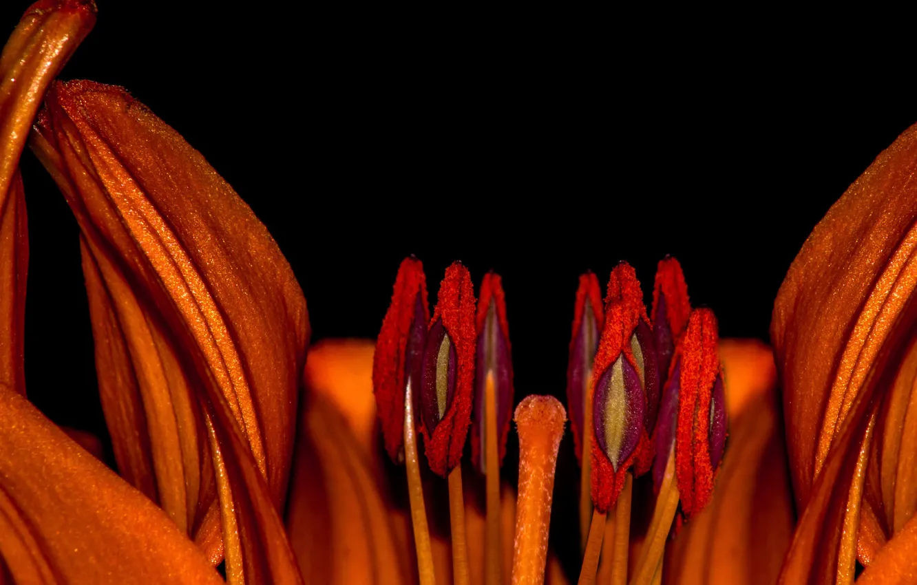 Photo wallpaper flower, lili, pistils, stambs