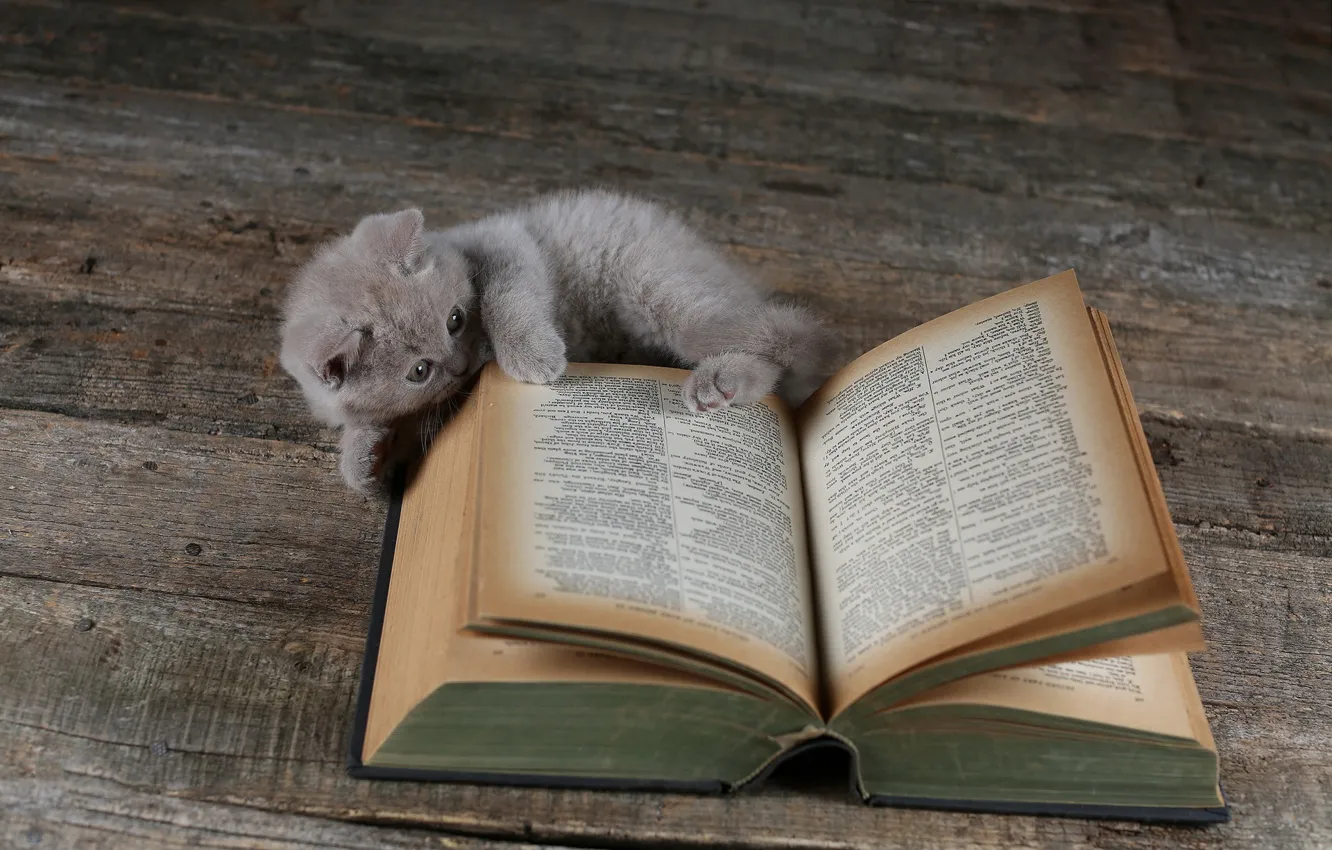 Photo wallpaper cat, kitty, Board, book, British