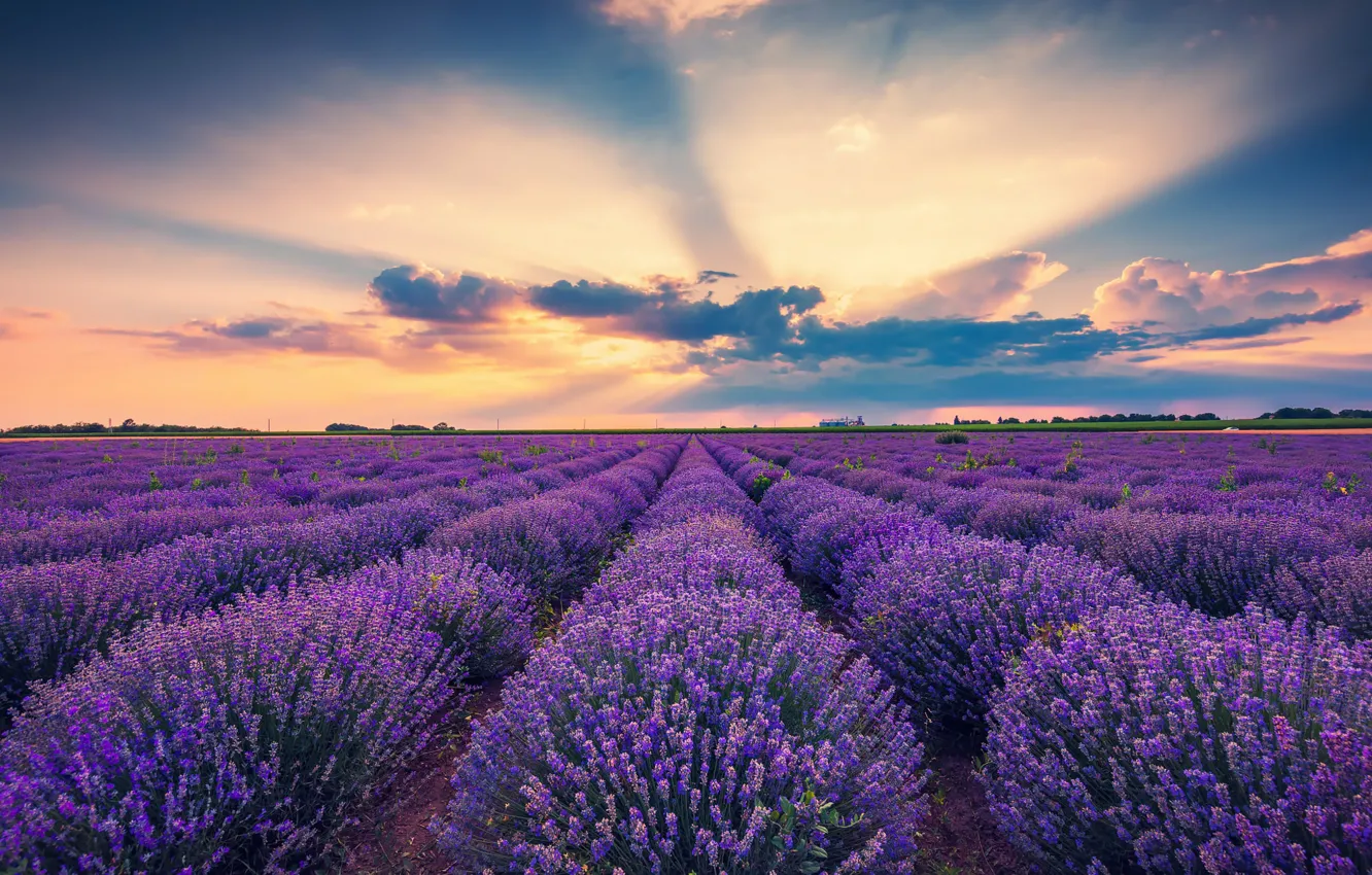 Photo wallpaper field, summer, the sky, clouds, light, flowers, morning, the ranks