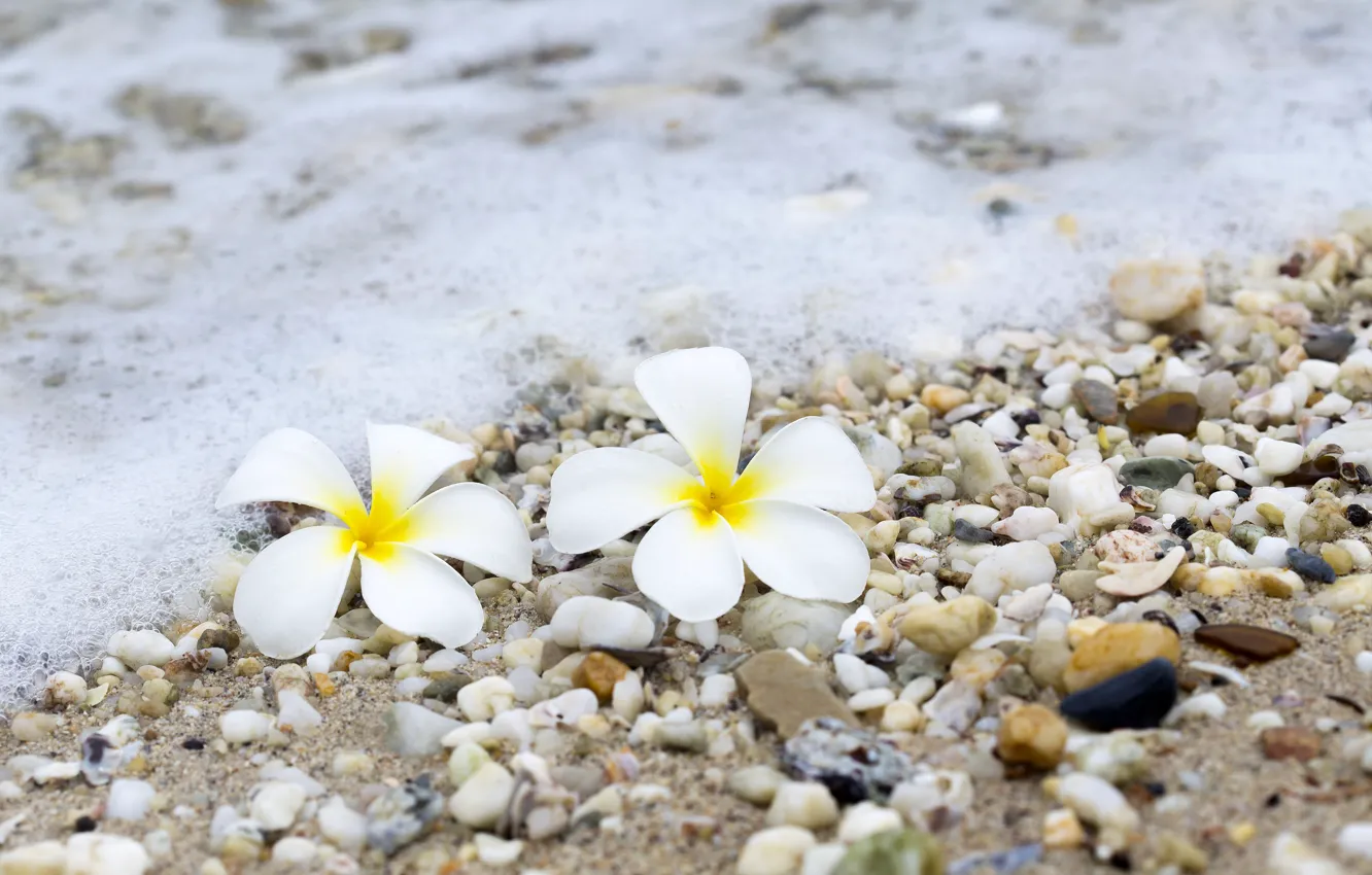 Wallpaper sand, sea, wave, beach, summer, flowers, pebbles, stones ...