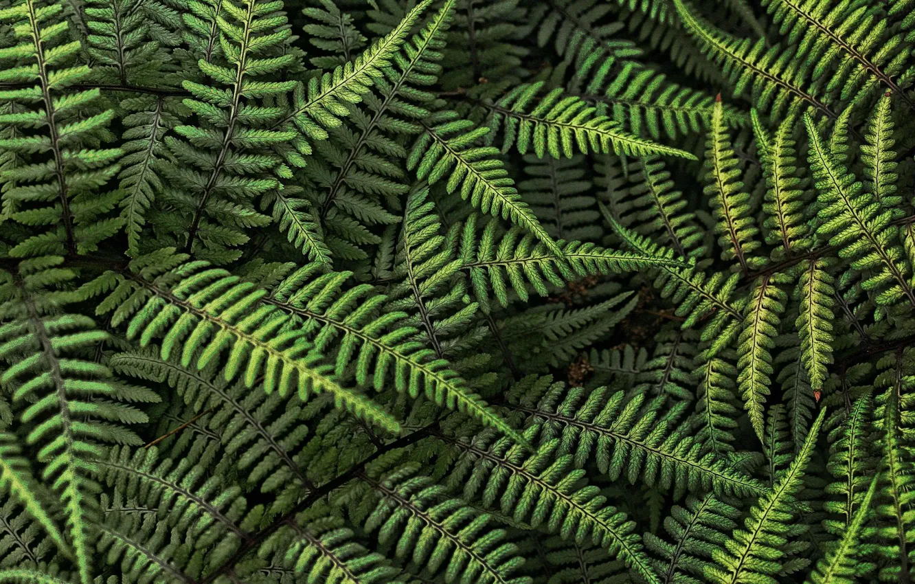 Photo wallpaper forest, leaves, fern
