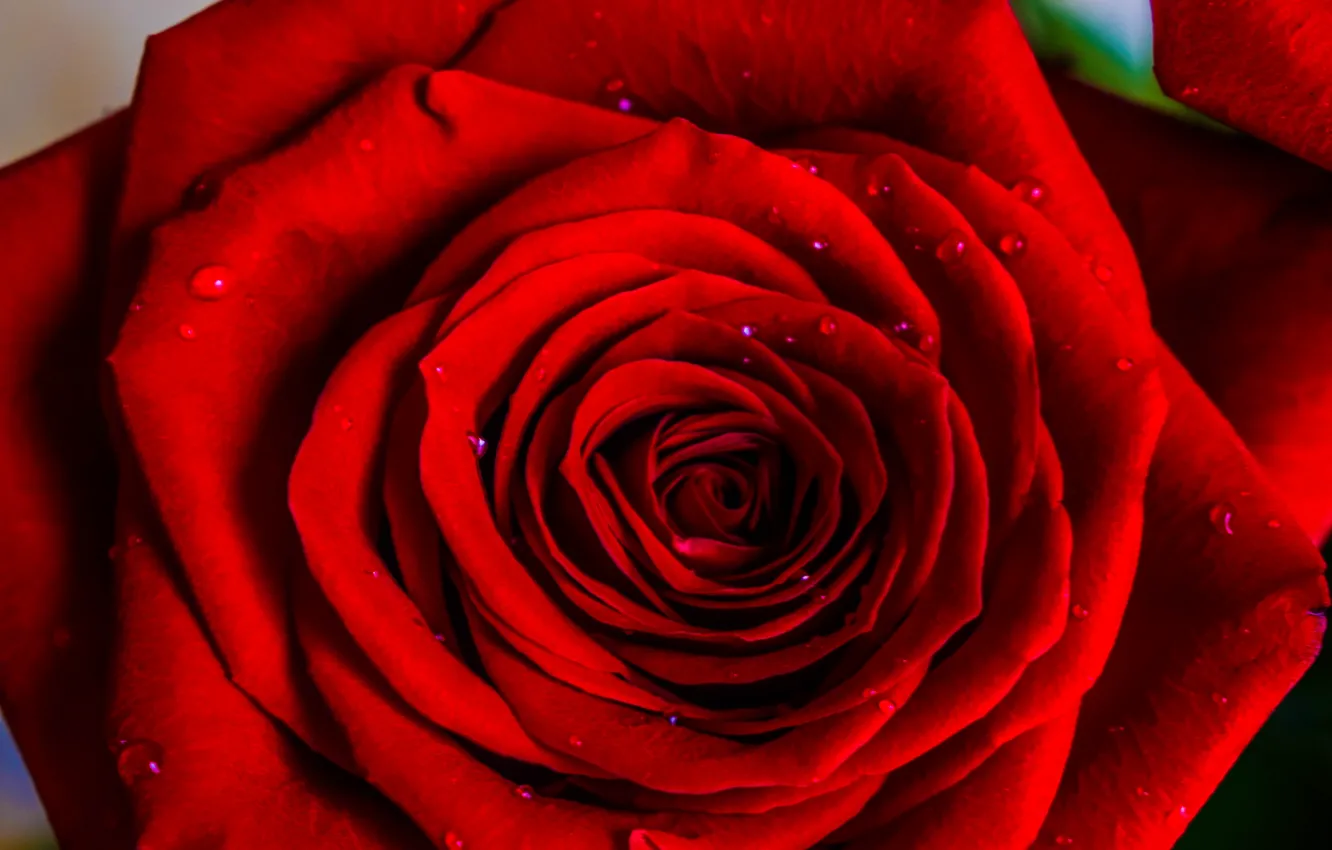 Photo wallpaper drops, rose, red rose