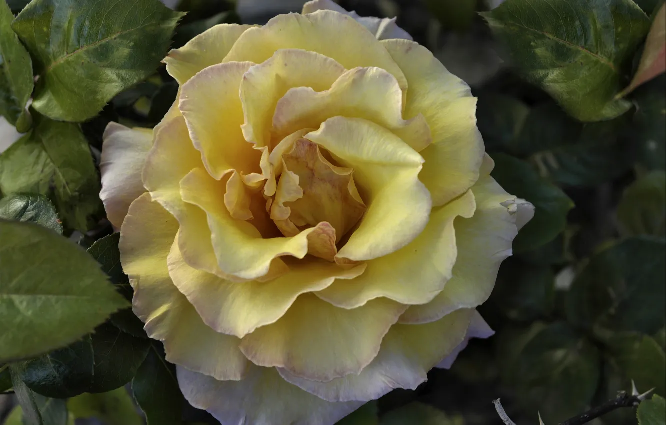 Photo wallpaper macro, yellow, roses