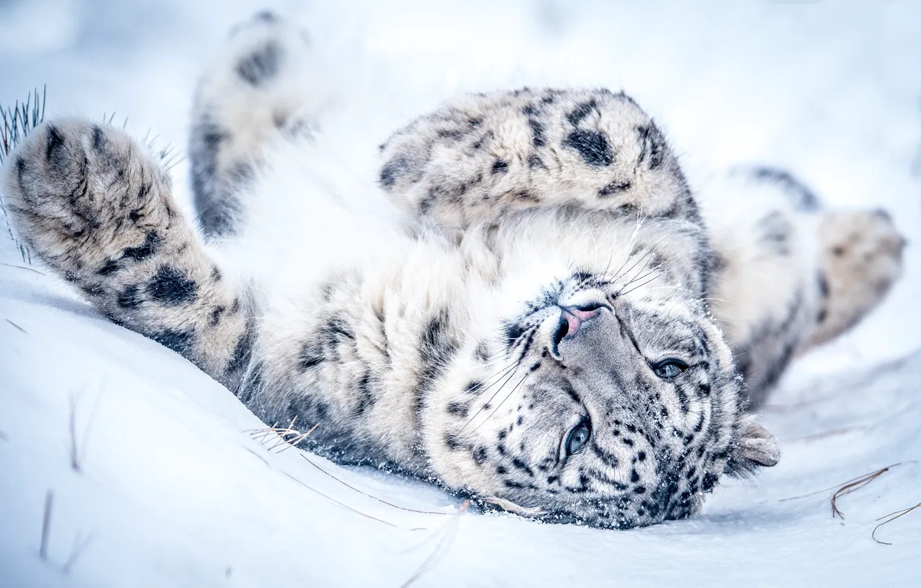 Photo wallpaper winter, look, face, snow, pose, stay, paws, the snow