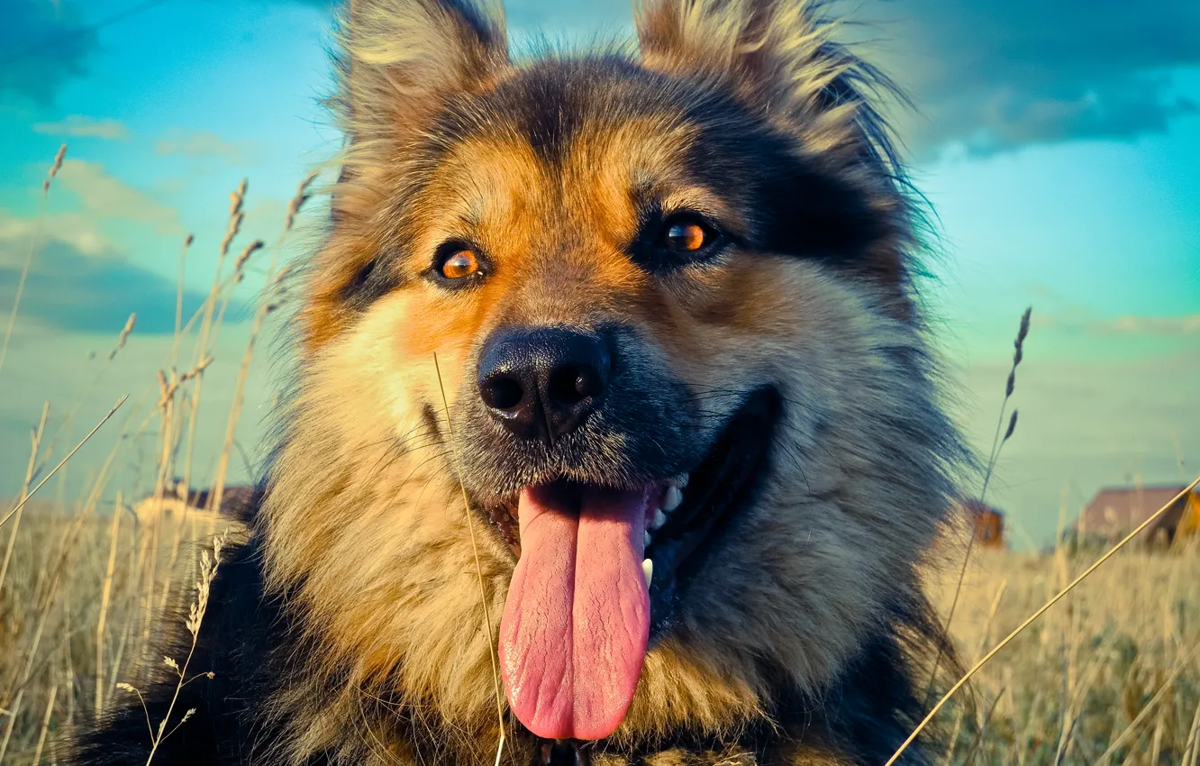 Photo wallpaper language, dog, dog