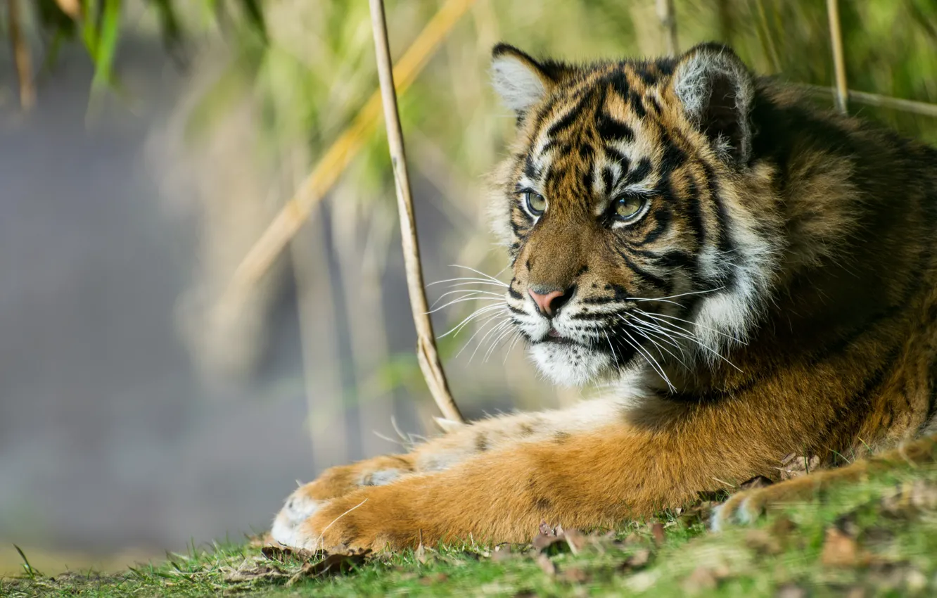 Photo wallpaper tiger, handsome, Sumatran tiger