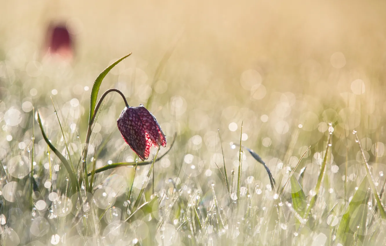 Photo wallpaper light, flowers, glare, spring, morning, bokeh, Chess grouse