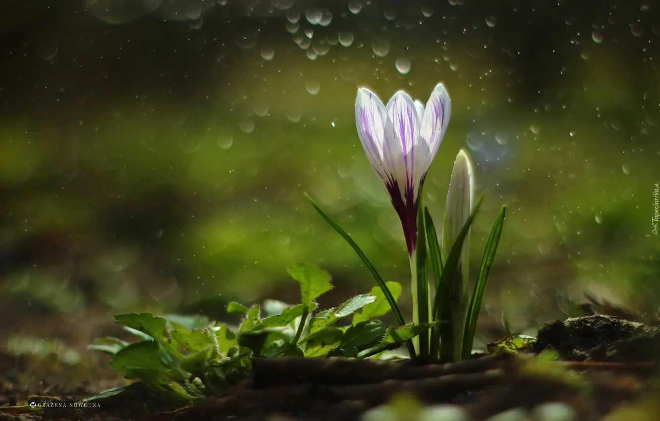 Photo wallpaper greens, white, leaves, flowers, blur, spring, crocuses, clearing
