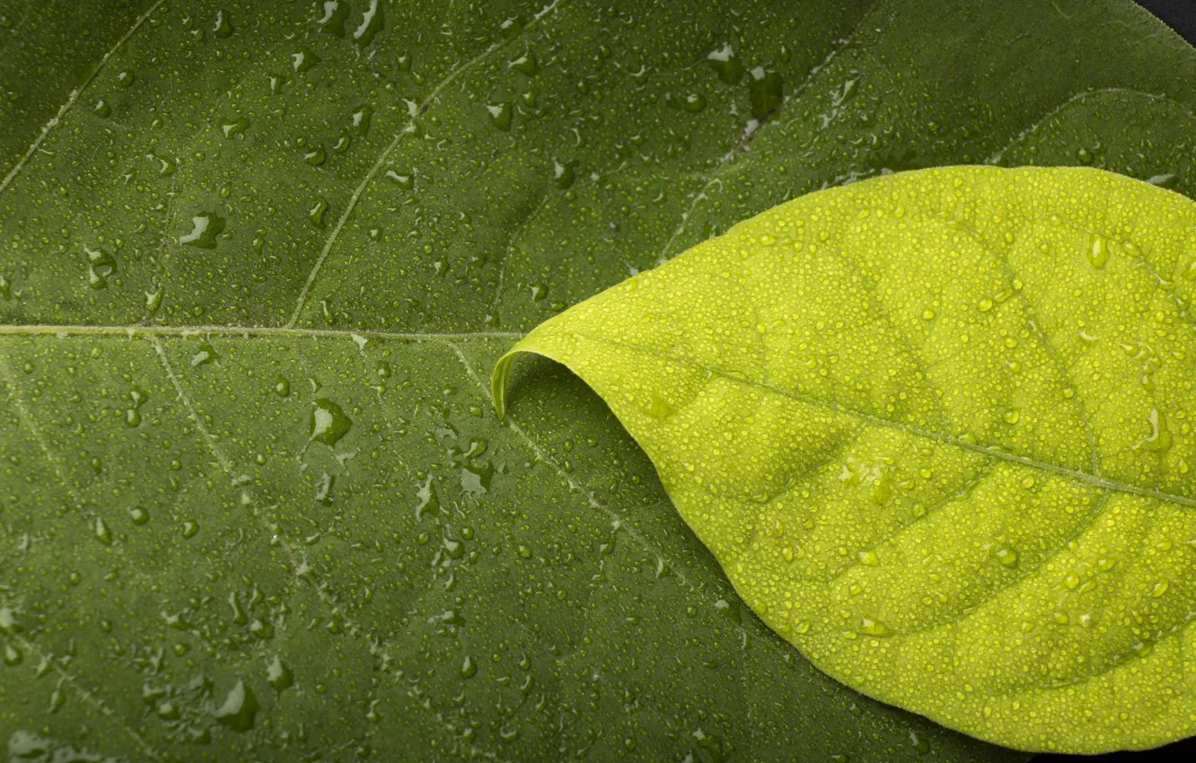 Photo wallpaper leaves, water, drops, macro, green, Rosa, background, dark