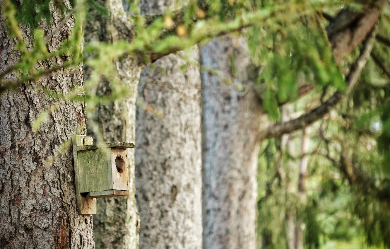 Photo wallpaper trees, nature, house