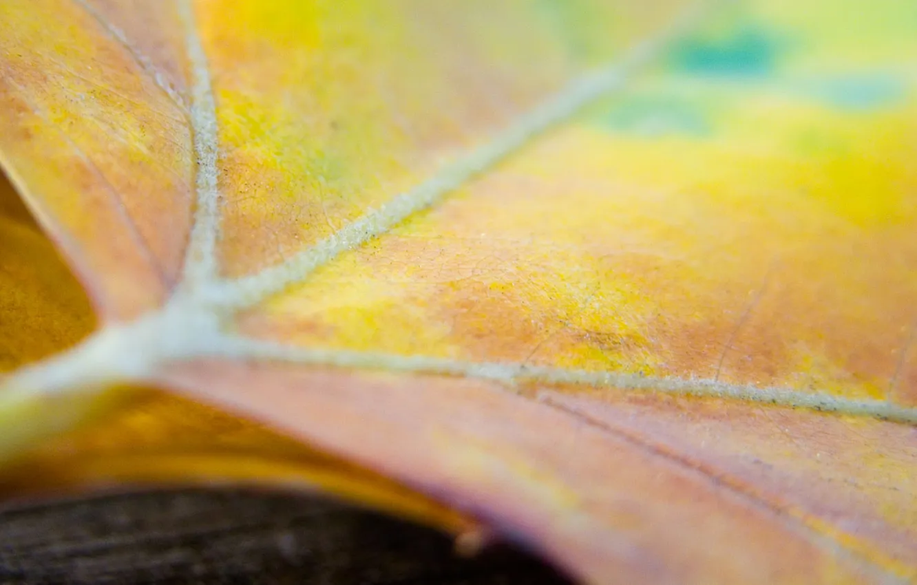 Photo wallpaper leaves, macro, photo, Wallpaper, leaf