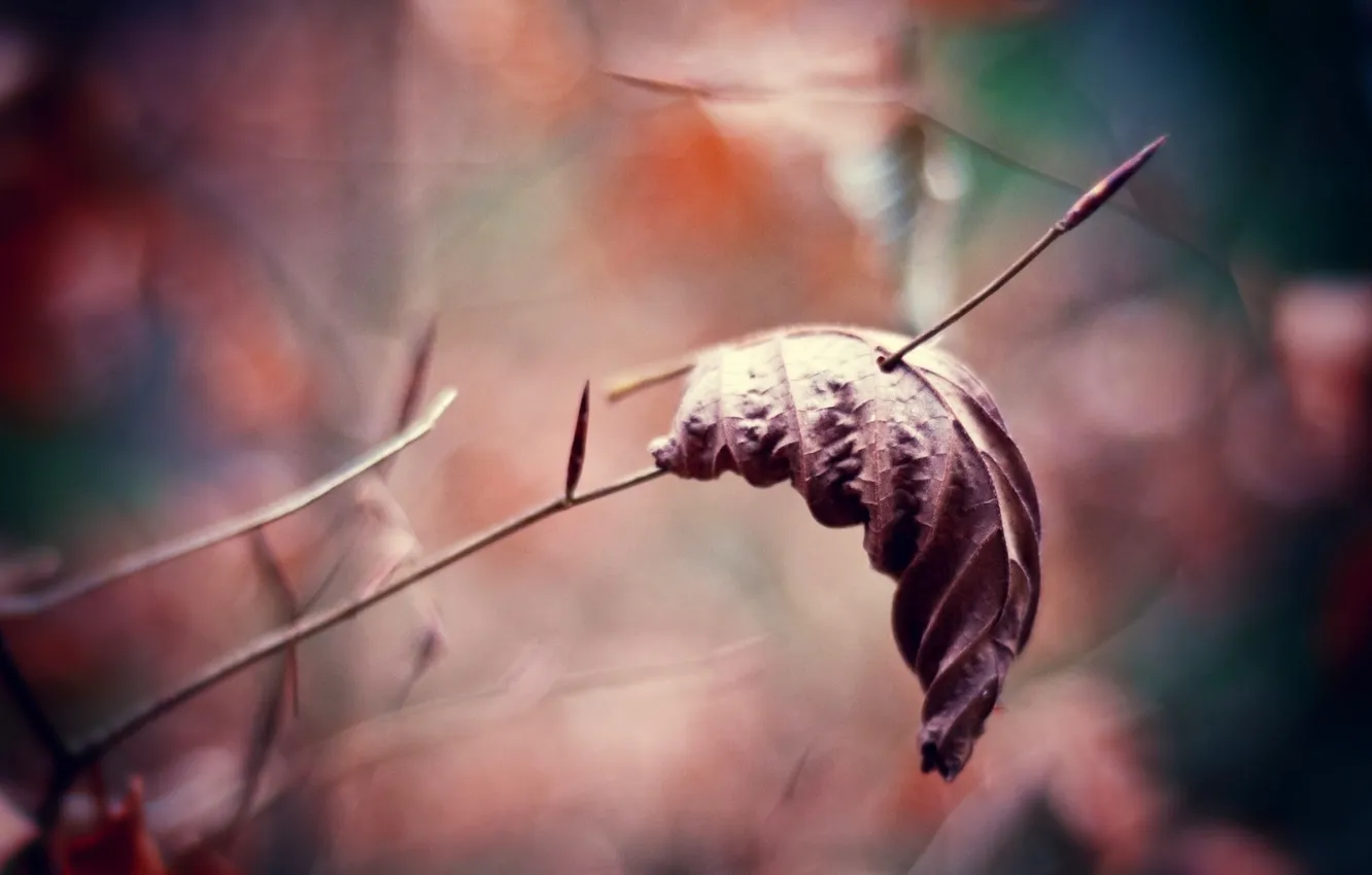 Photo wallpaper autumn, macro, branches, nature, photo, background, Wallpaper, leaf