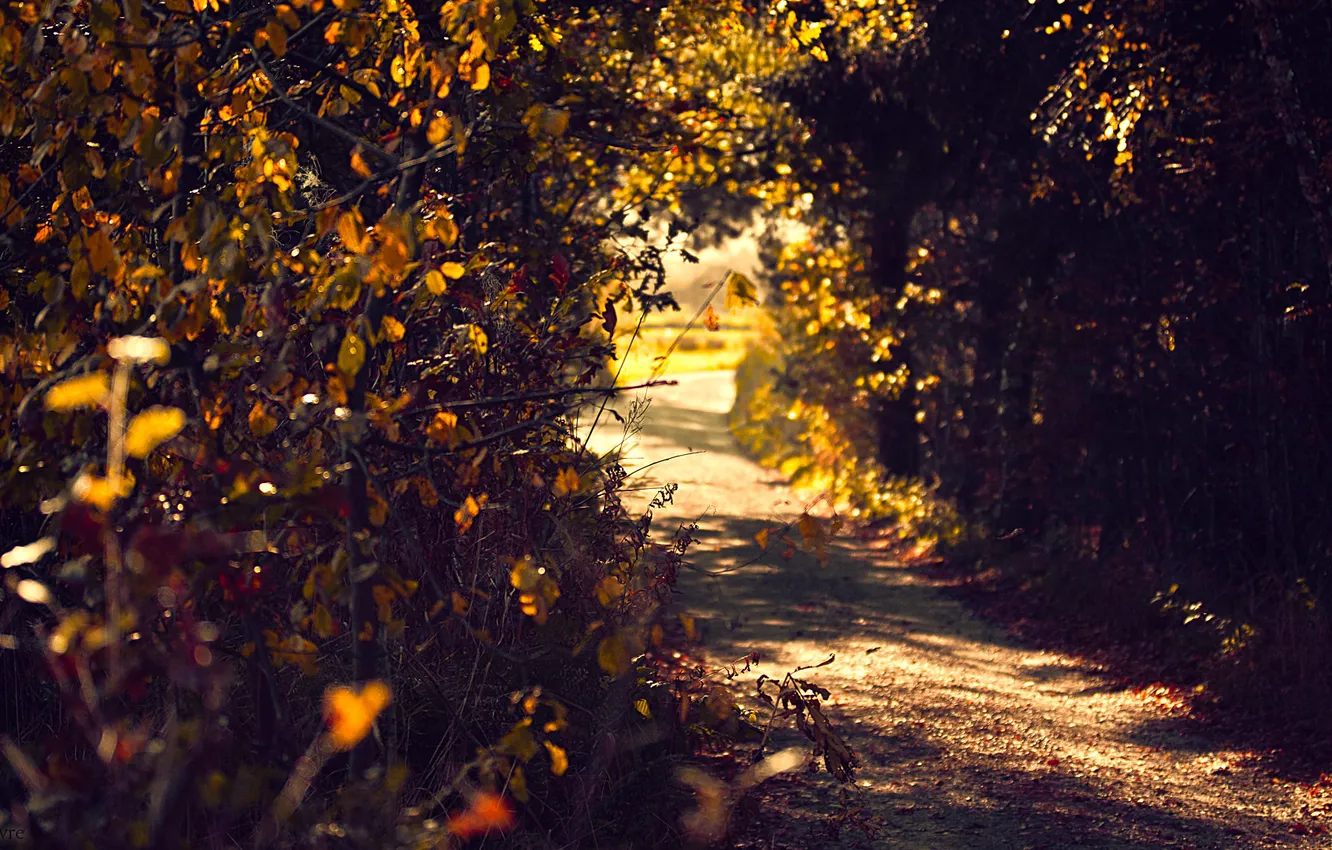 Photo wallpaper autumn, trail, the bushes