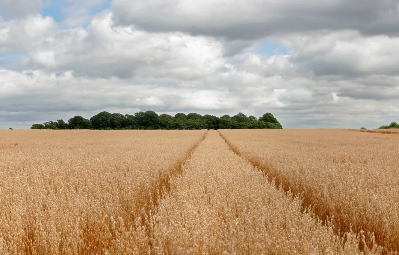 Photo wallpaper field, landscape, nature