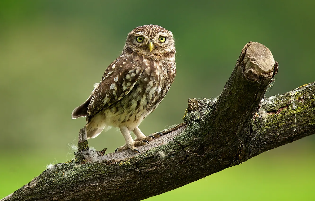 Photo wallpaper owl, bitches, owl