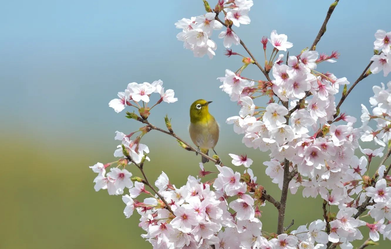Photo wallpaper branches, bird, Sakura, Japanese white-eye