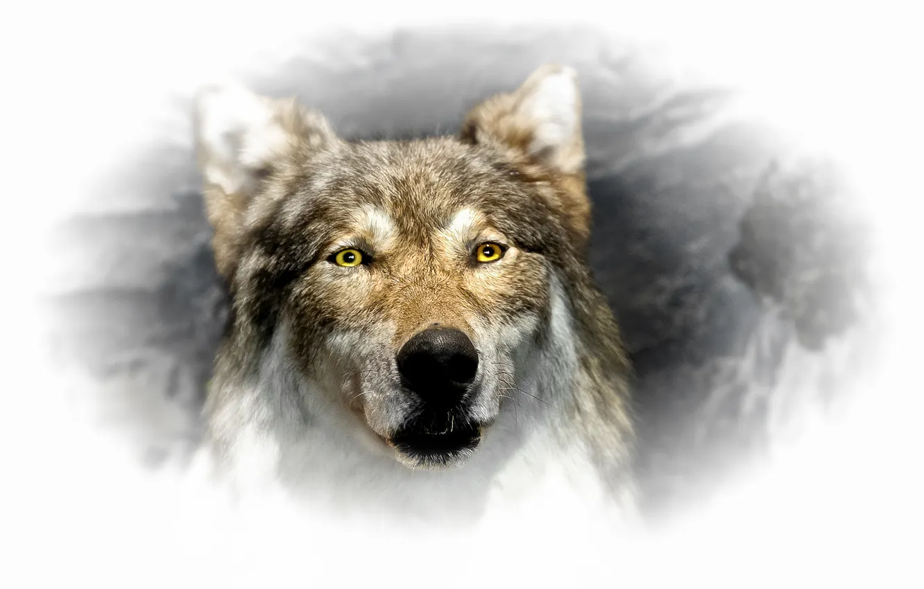 Photo wallpaper look, wolf, beast