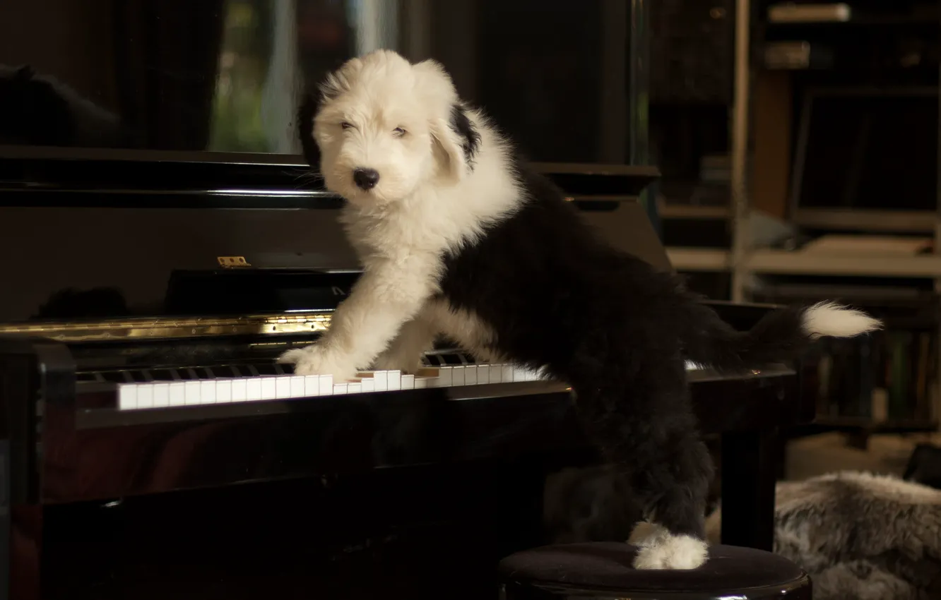Photo wallpaper dog, puppy, piano, Bobtail, The old English Sheepdog