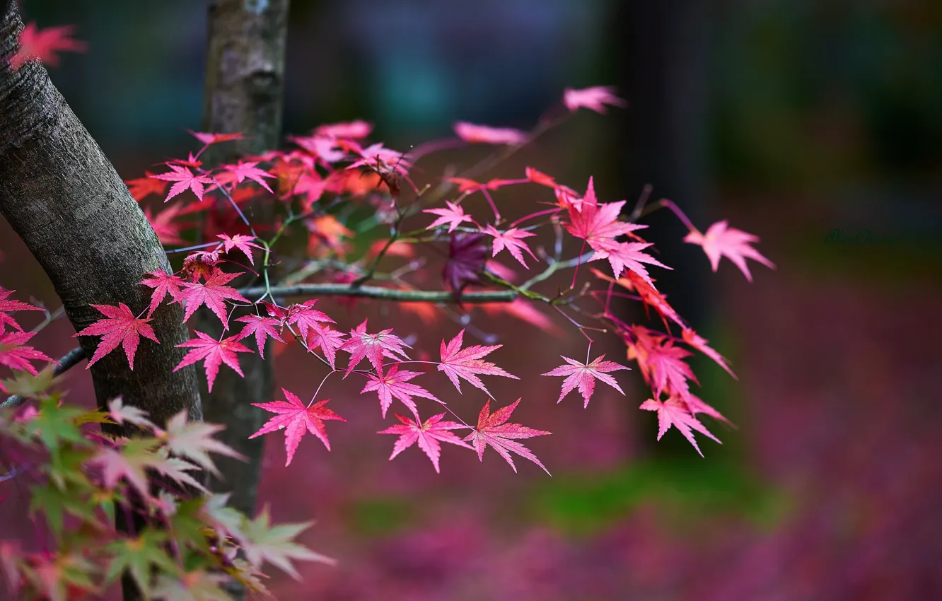 Photo wallpaper autumn, leaves, trees, branches