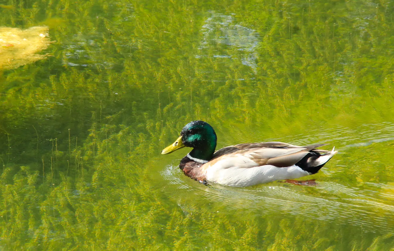 Photo wallpaper bird, water, duck, swim