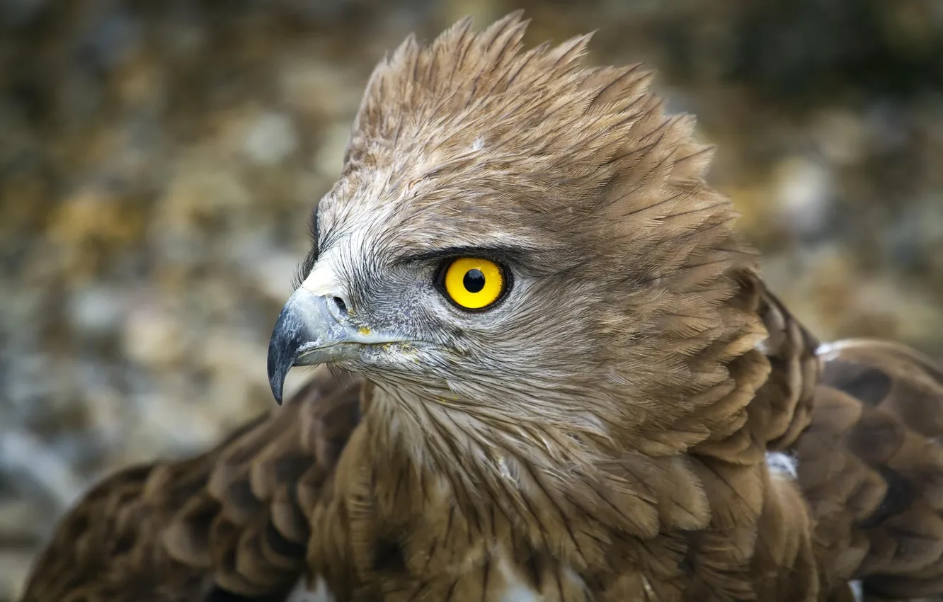 Photo wallpaper bird, feathers, eagle, yellow eye