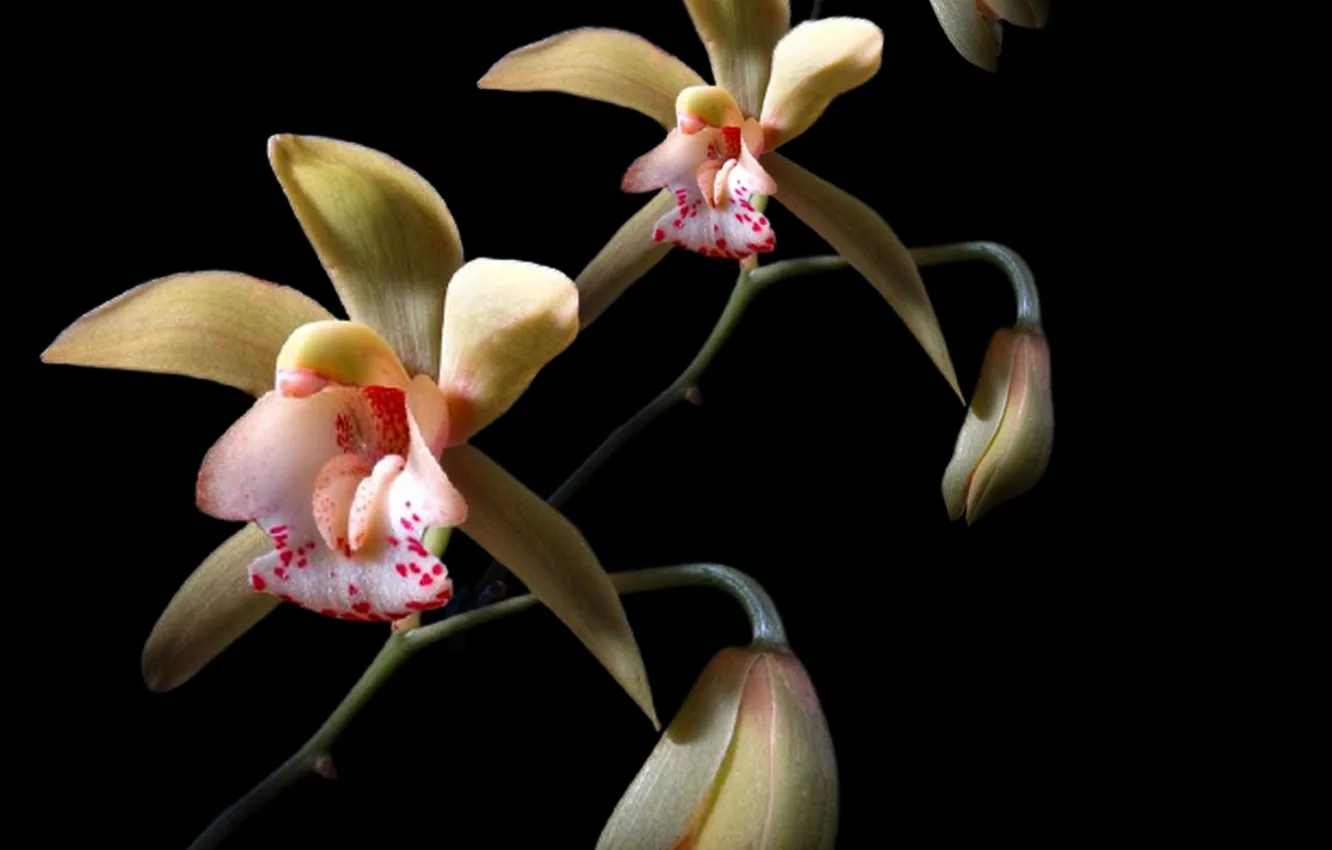 Photo wallpaper petals, orchids, Exotic, bunch of flowers