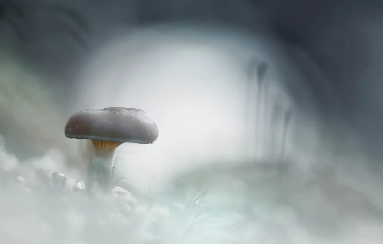 Photo wallpaper cold, frost, snow, white, mushroom