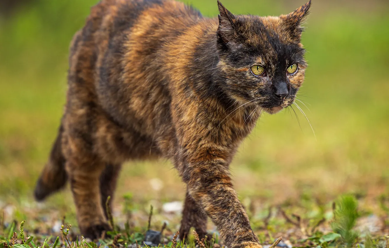 Photo wallpaper cat, walk, motley
