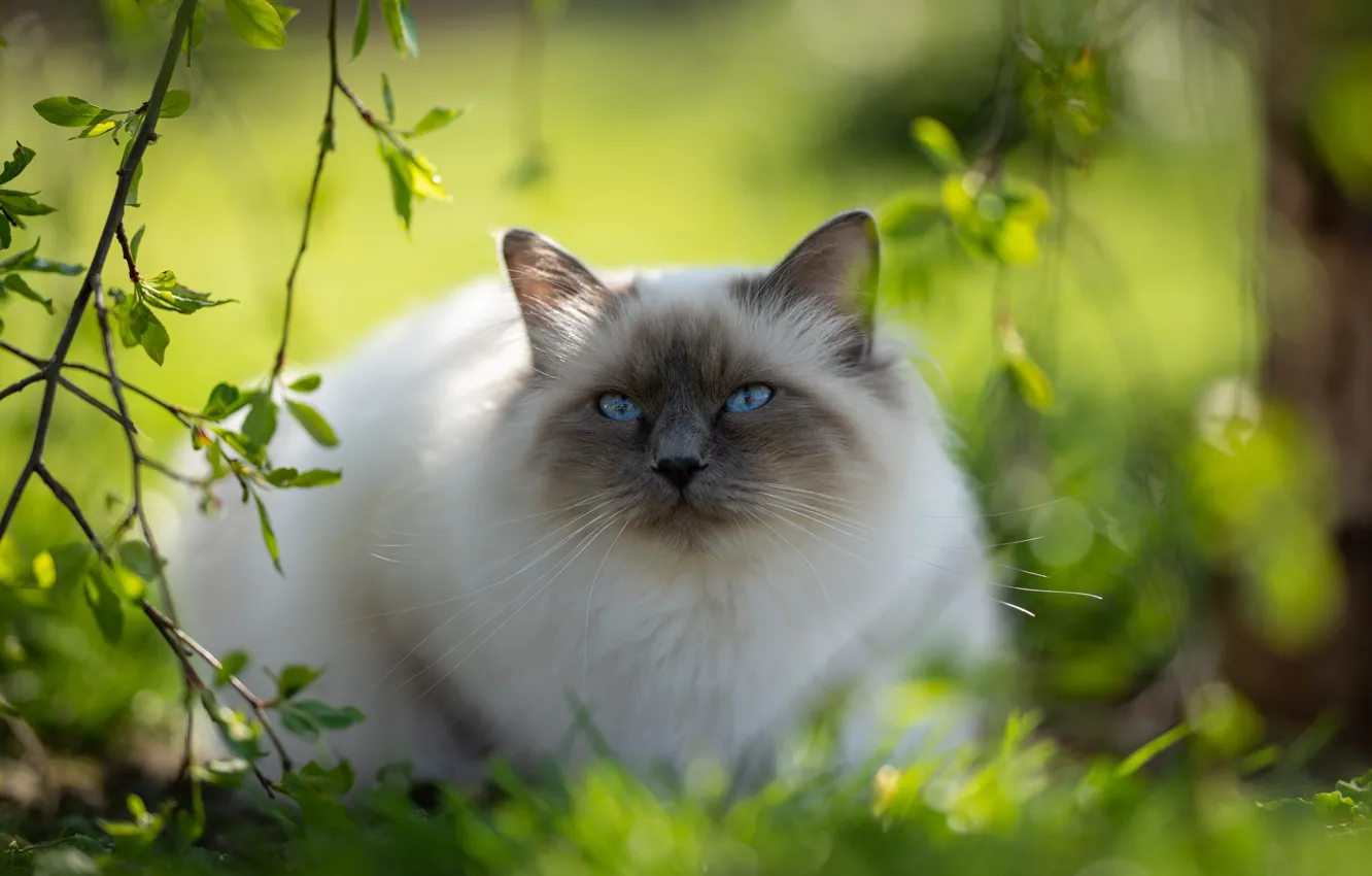 Photo wallpaper greens, cat, cat, look, light, branches, nature, pose
