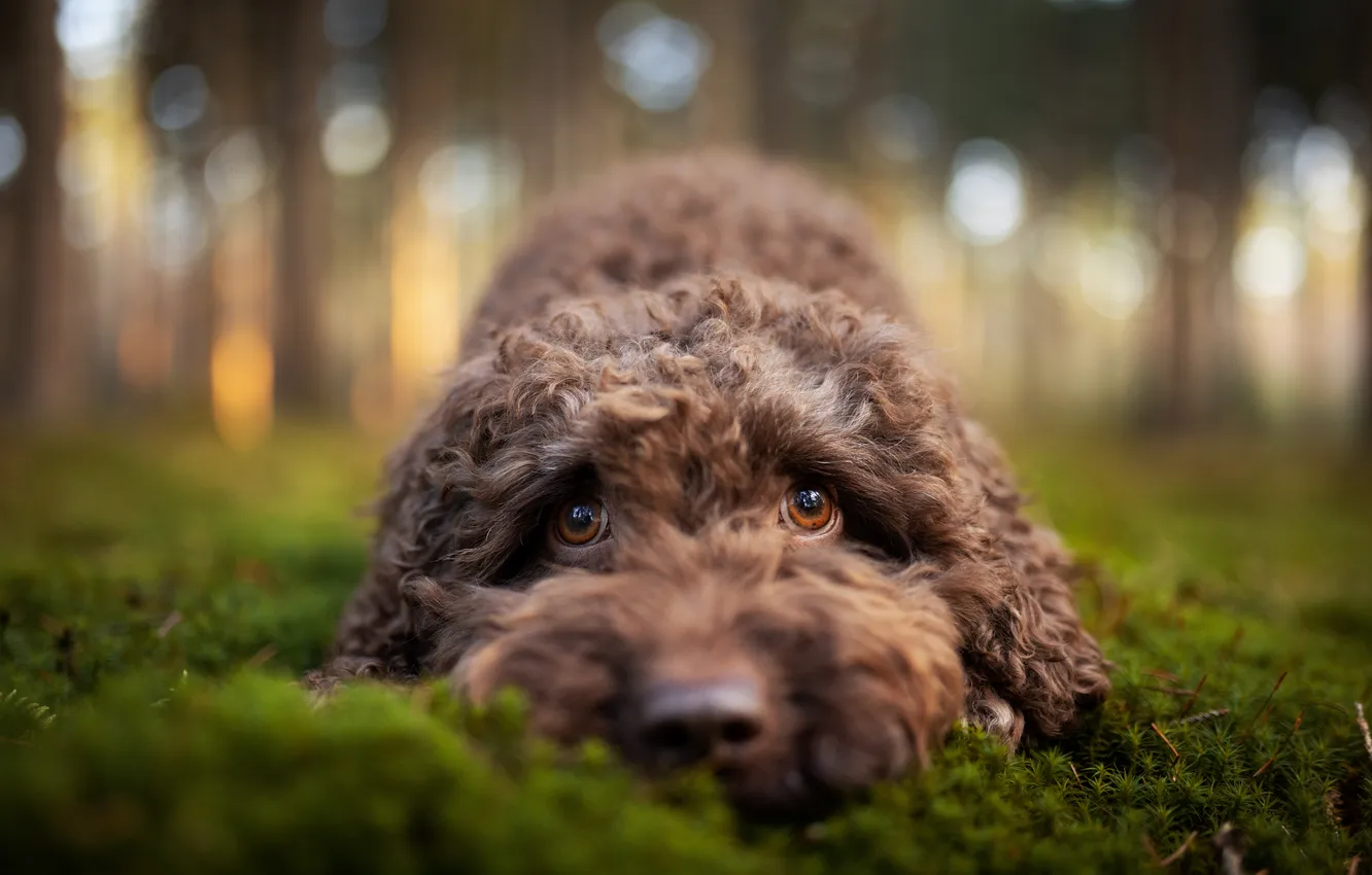 Photo wallpaper look, face, moss, dog, Lagotto romagnolo