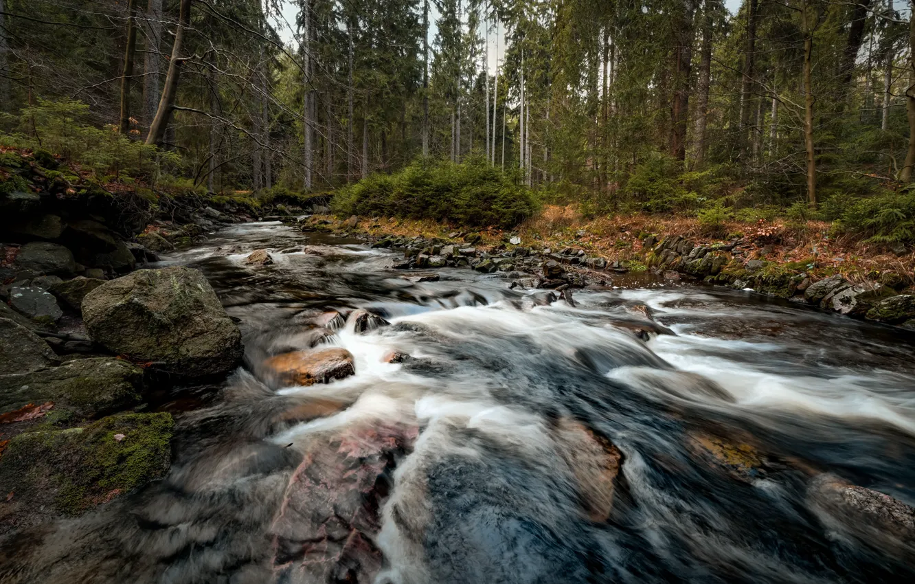 Photo wallpaper forest, river, stones, for, river