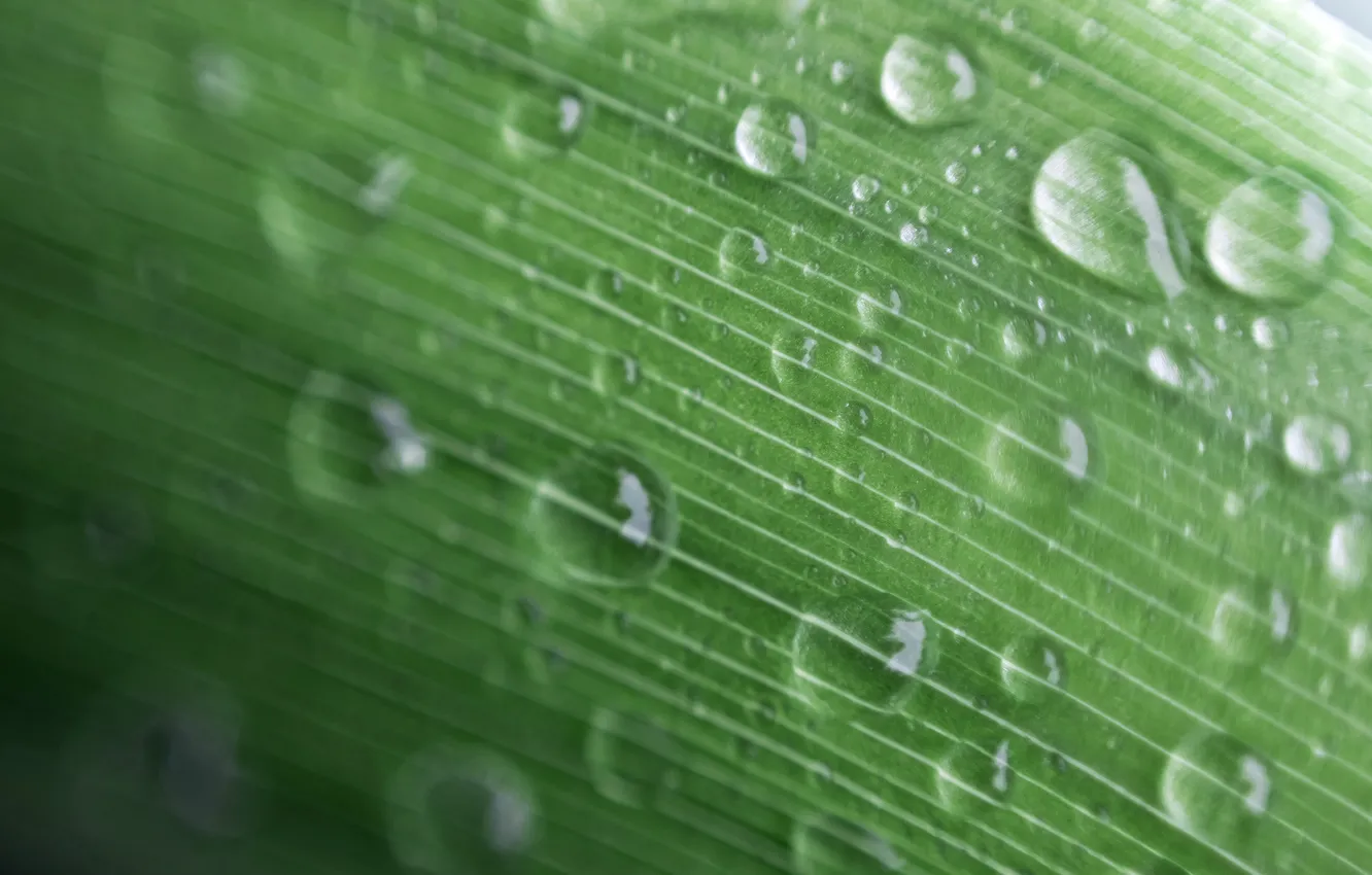 Photo wallpaper leaves, macro, Rosa