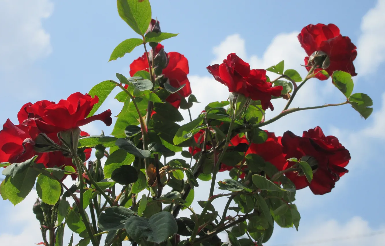 Photo wallpaper the sky, flowers, Bush, red roses, spring 2018, Mamala ©