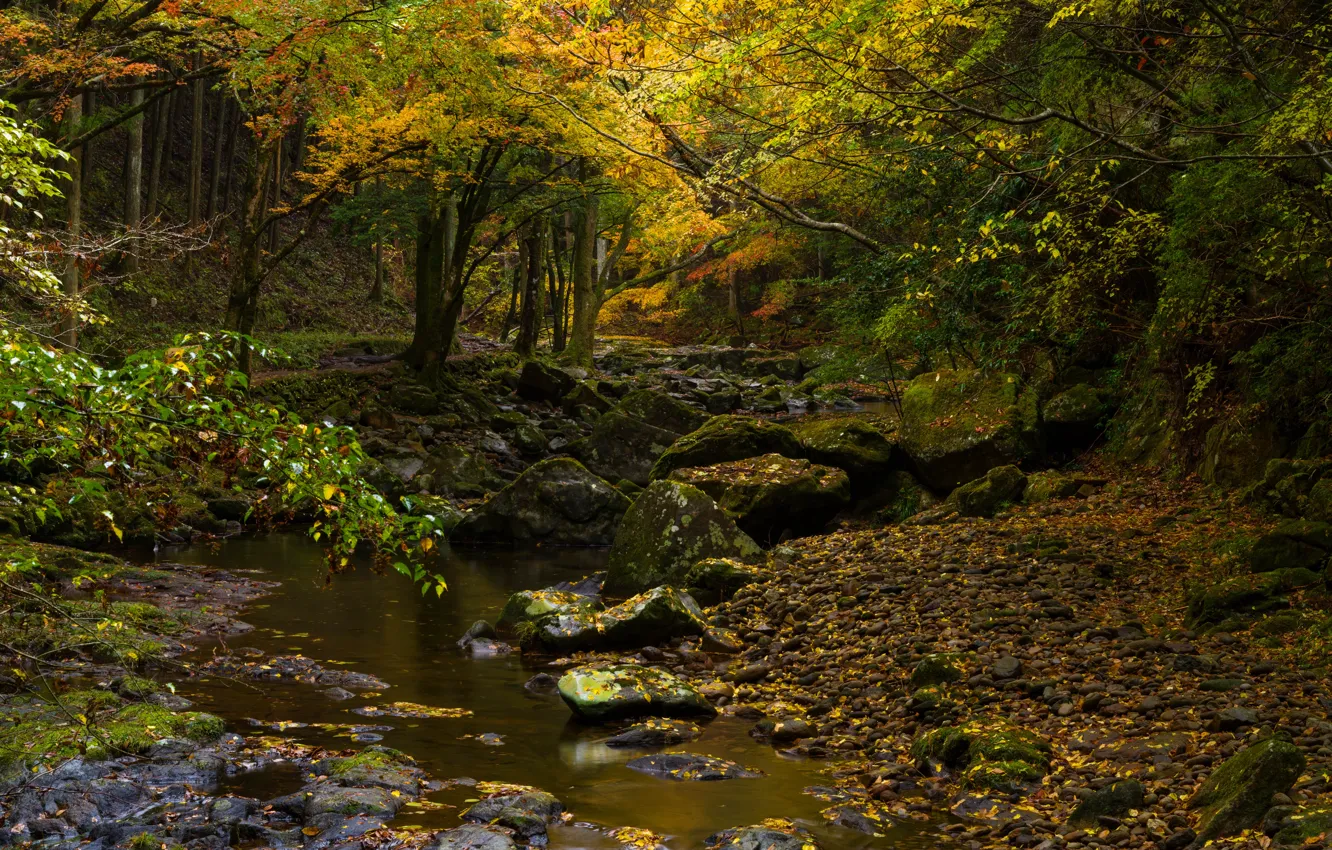 Photo wallpaper autumn, forest, leaves, trees, branches, yellow, stream, stones