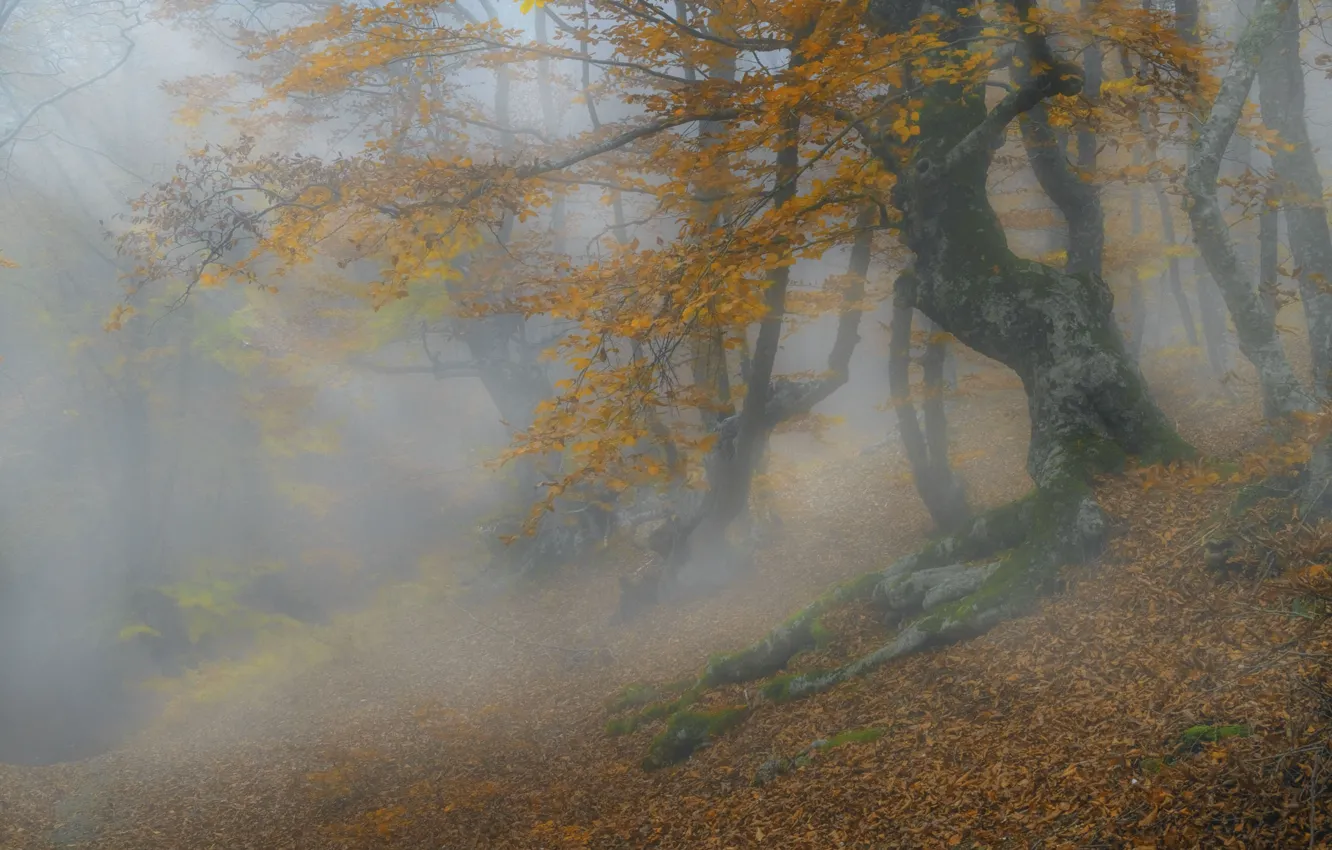 Photo wallpaper autumn, forest, trees, roots, fog, branch, foliage, morning