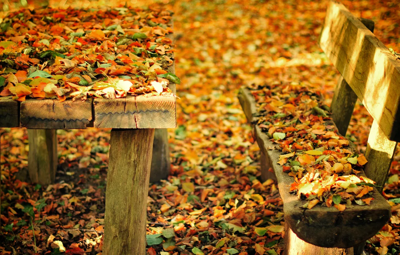 Photo wallpaper autumn, leaves, bench, nature, Park, table, shop, shop
