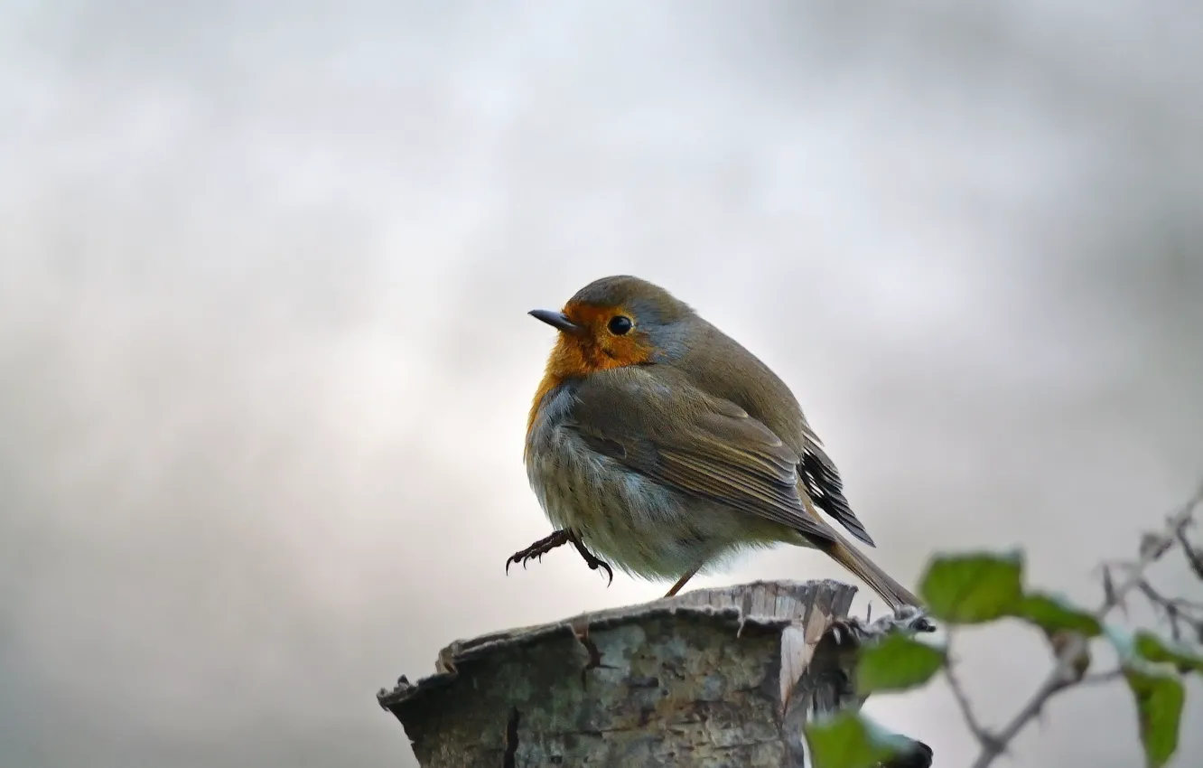 Photo wallpaper leaves, branches, background, bird, stump