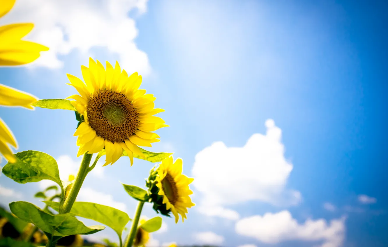 Photo wallpaper summer, the sky, sunflowers, nature