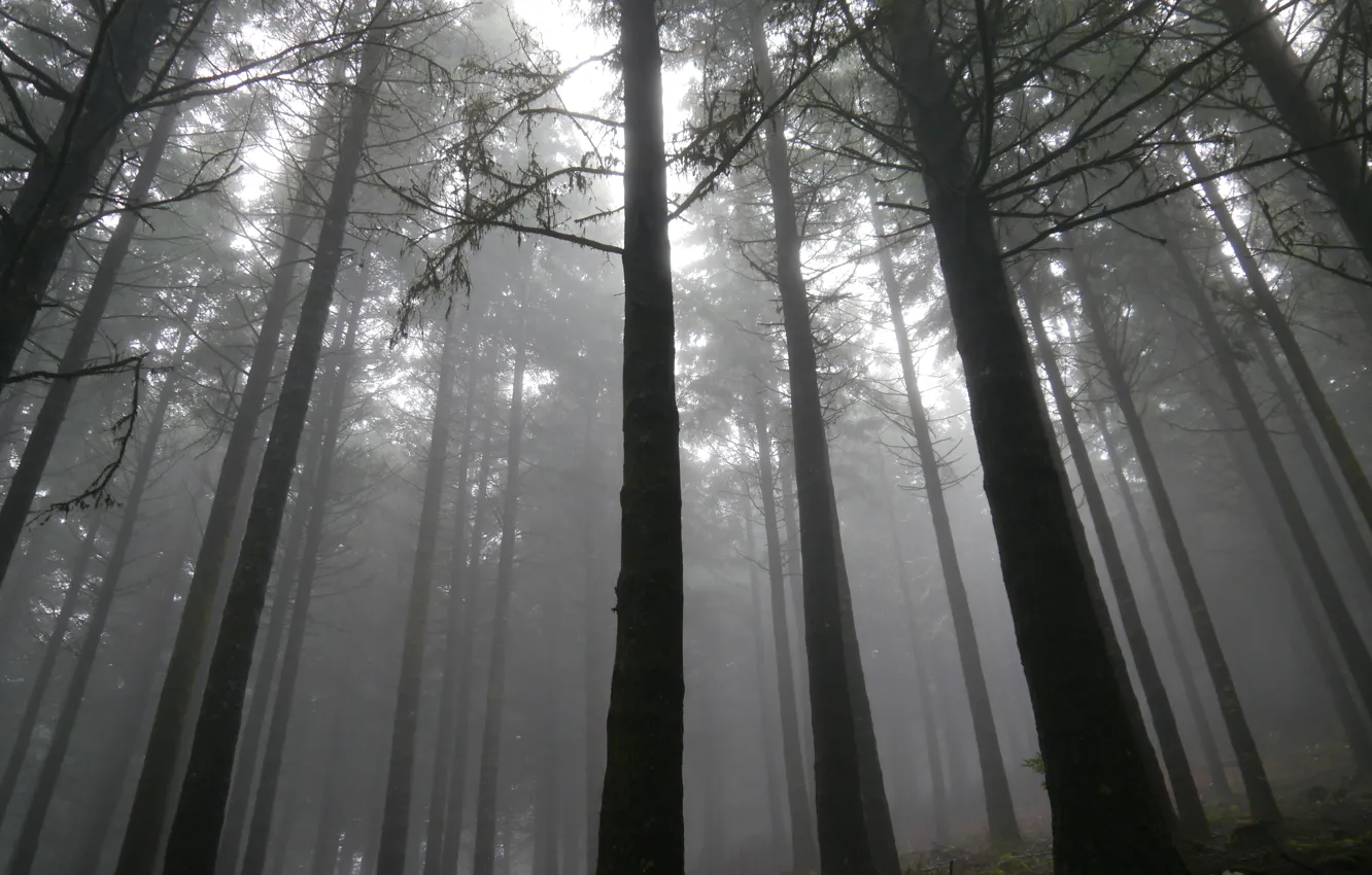 Photo wallpaper forest, trees, nature, fog