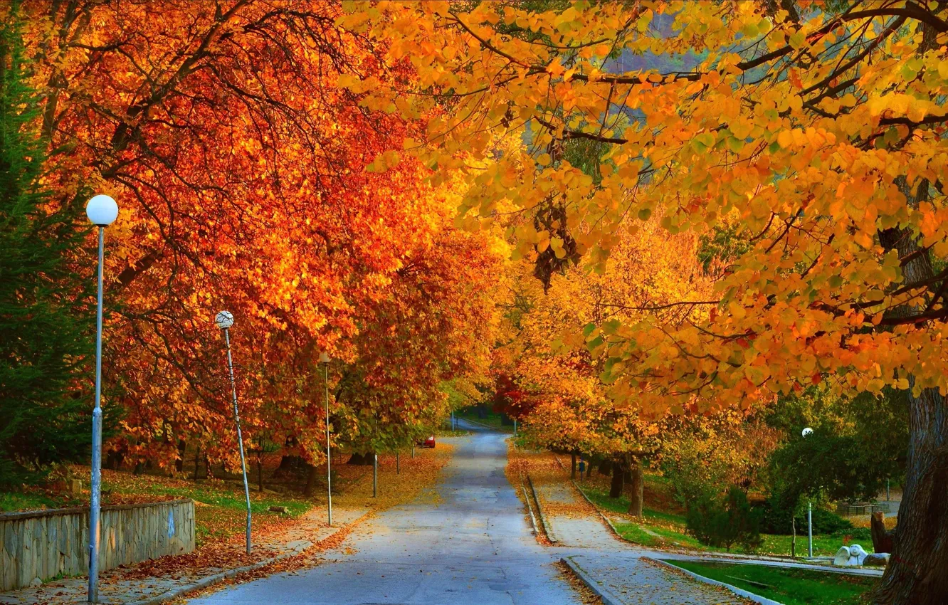 Photo wallpaper road, autumn, leaves, trees, Park, Nature, morning, road