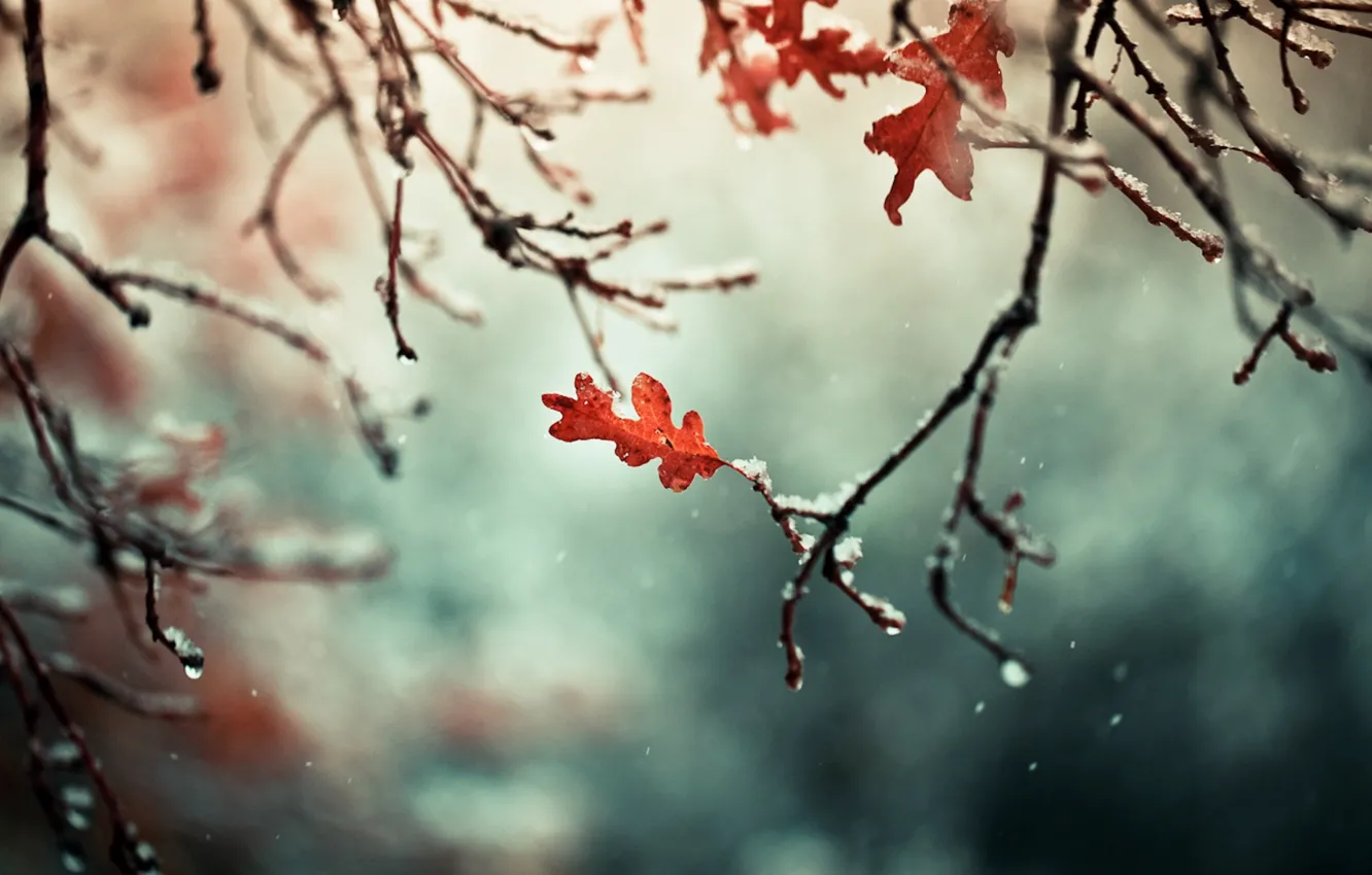 Photo wallpaper autumn, leaves, snow, branches, nature, branch