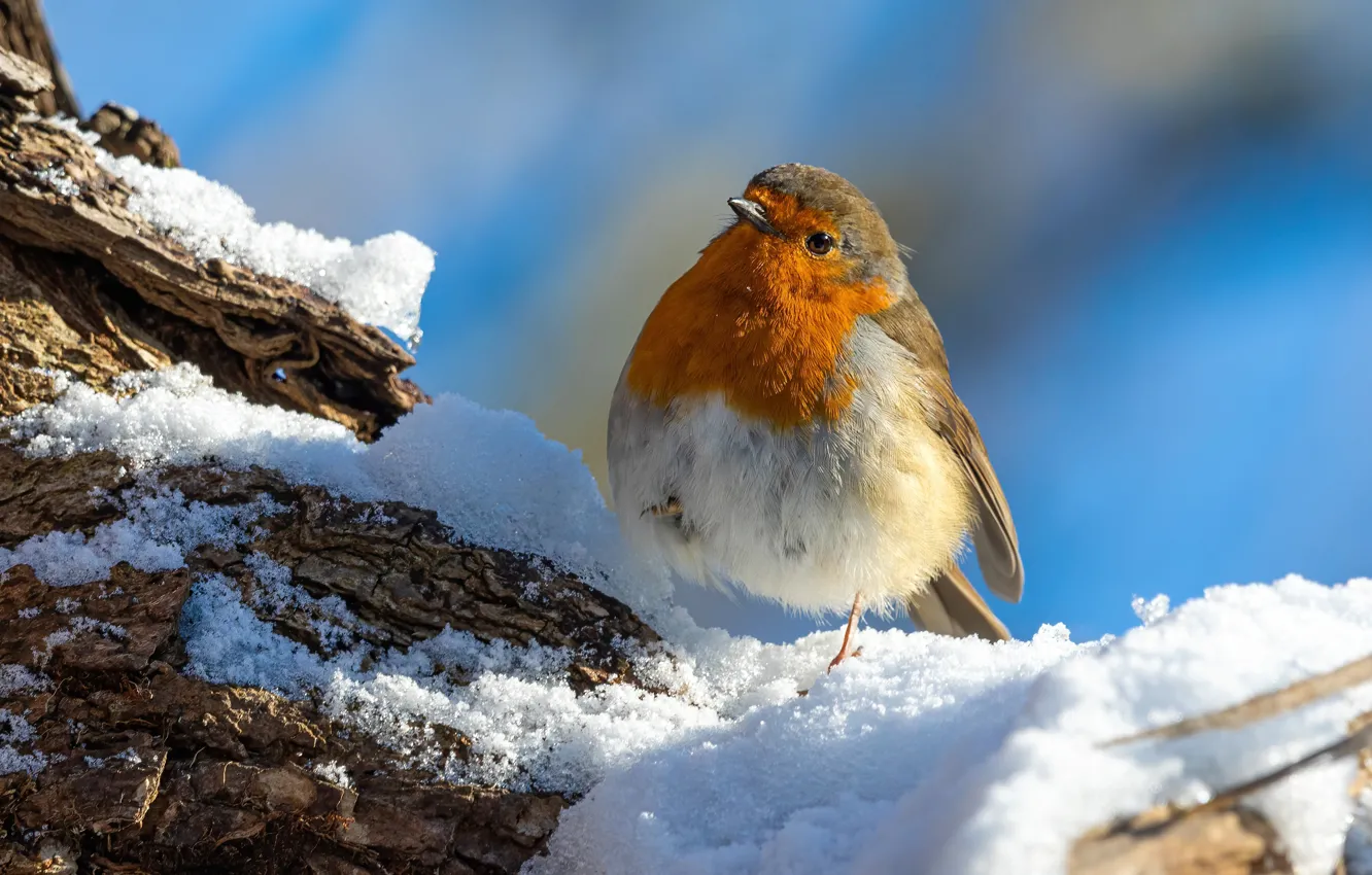 Photo wallpaper winter, snow, bird, Robin