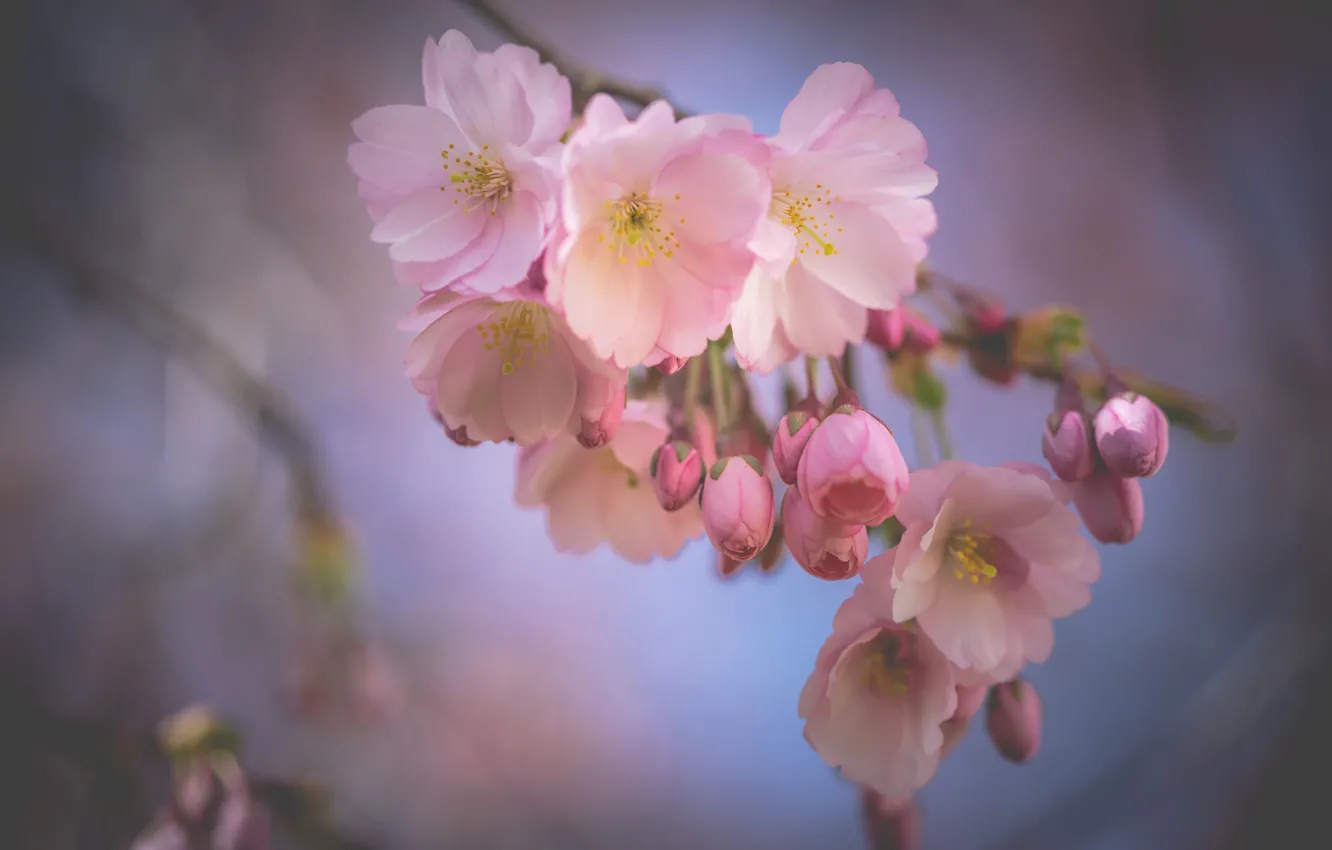 Photo wallpaper macro, cherry, branch, spring, Sakura, flowering, flowers, bokeh
