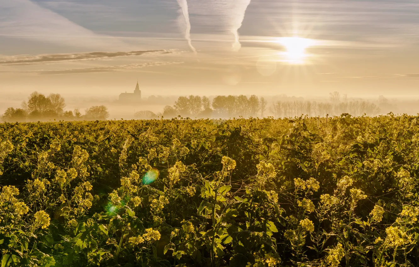 Photo wallpaper field, the sky, the sun, clouds, rays, flowers, yellow, fog