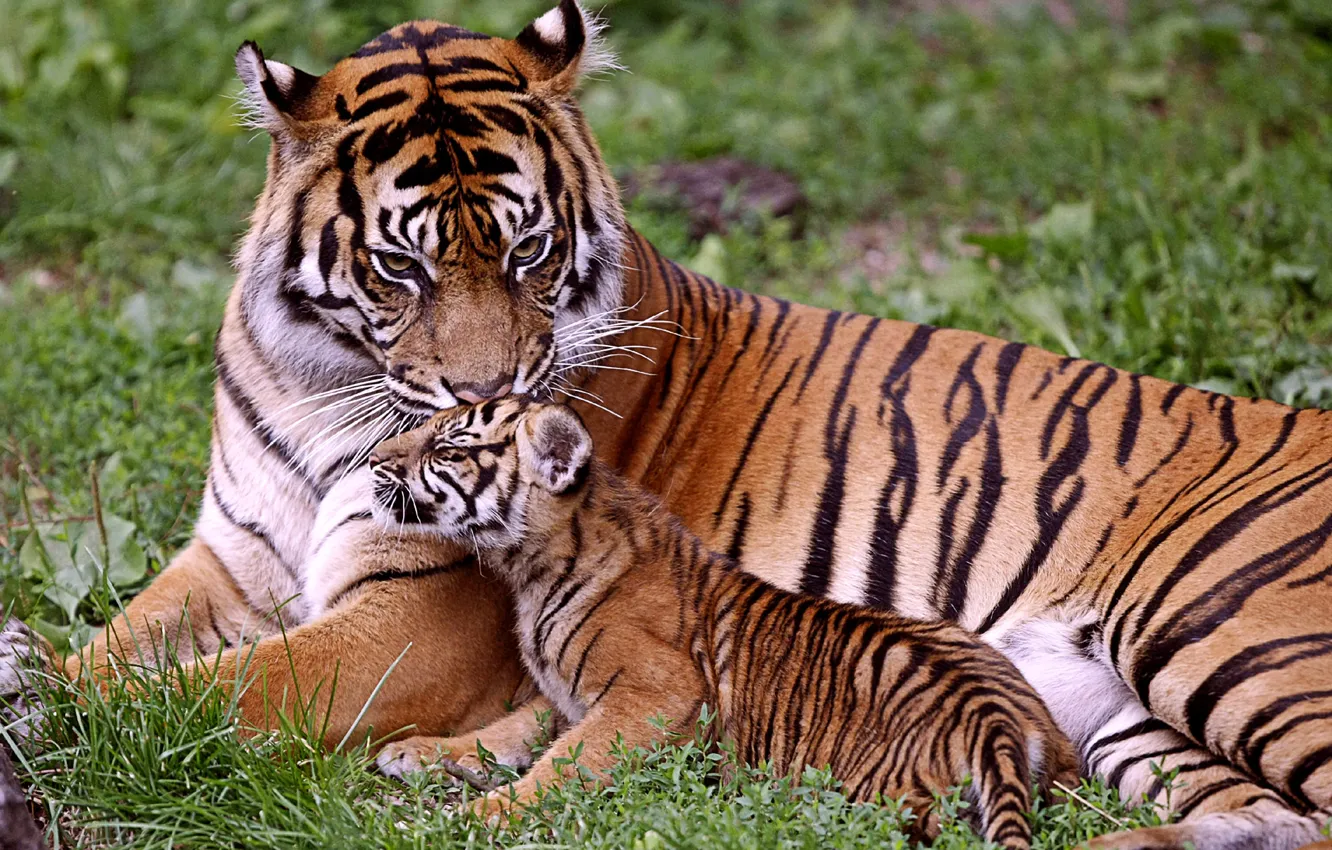 Photo wallpaper baby, tigers, mom, tigress, tiger
